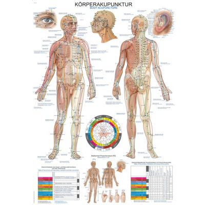 Anatomische Lehrtafel Körperakupunktur
